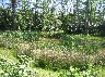 Binfield Heath 7